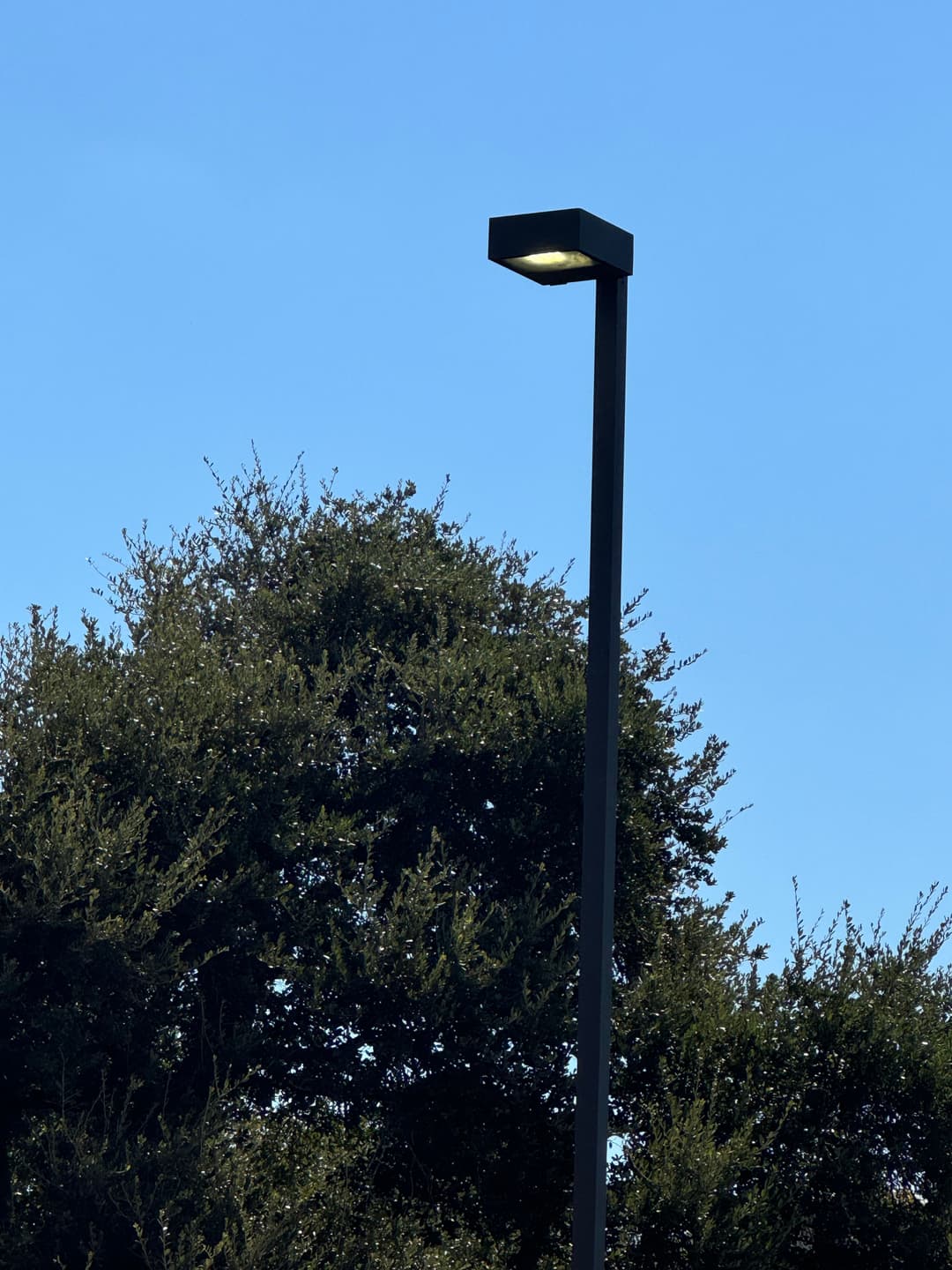 Streetlight illuminated against a clear blue sky, with trees in the background.